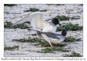 Swallow-tailed Gulls