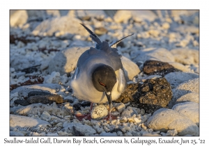 Swallow-tailed Gull & egg