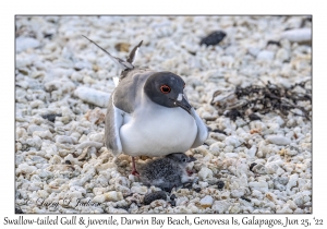 Swallow-tailed Gull & juvenile