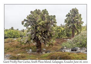 Giant Prickly Pear Cactus