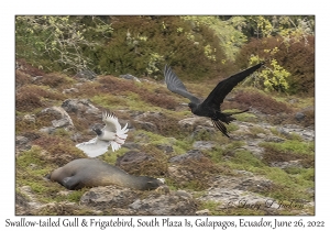 Swallow-tailed Gull & Frigatebird
