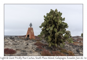 Light & Giant Prickly Pear Cactus