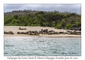 Galapagos Sea Lions