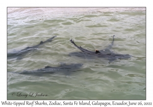 White-tipped Reef Sharks