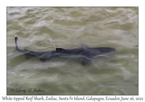 White-tipped Reef Shark