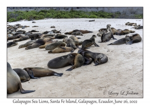 Galapagos Sea Lions