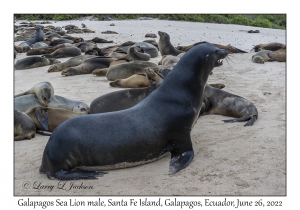 Galapagos Sea Lions