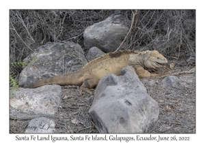 Santa Fe Land Iguana