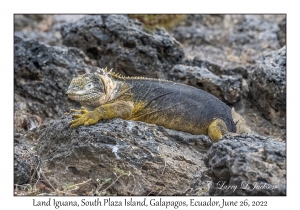 Land Iguana