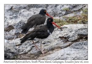 American Oystercatchers