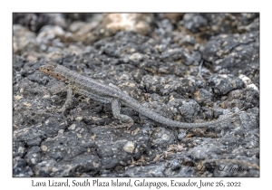 Lava Lizard