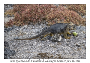 Land Iguana