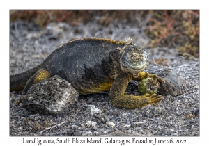 Land Iguana