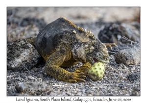 Land Iguana