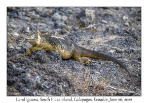 Land Iguana