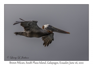 Brown Pelican