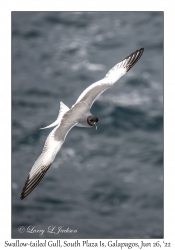 Swallow-tailed Gull