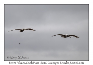 Brown Pelicans