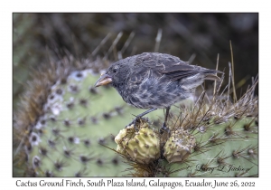 Cactus Ground Finch