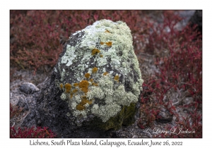 Lichens