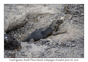 Land Iguana