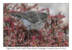 Vegetarian Finch