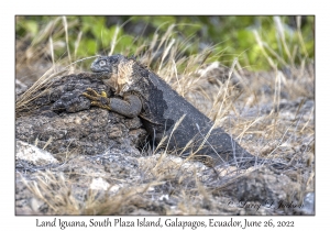 Land Iguana