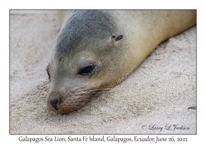 Galapagos Sea Lion