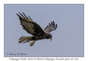 Galapagos Hawk