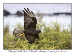 Galapagos Hawk