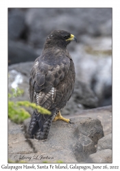 Galapagos Hawk