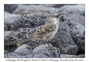 Galapagos Mockingbird