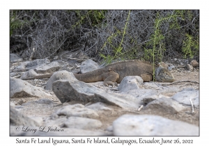 Santa Fe Land Iguana