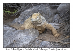 Santa Fe Land Iguana