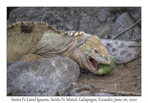 Santa Fe Land Iguana