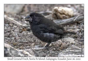 Small Ground Finch
