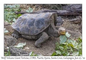 Wolf Volcano Giant Tortoise