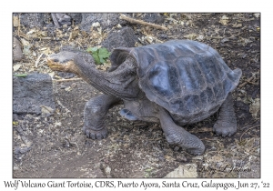 Wolf Volcano Giant Tortoise