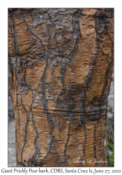 Giant Prickly Pear Cactus bark.