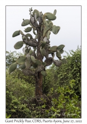 Giant Prickly Pear Cactus