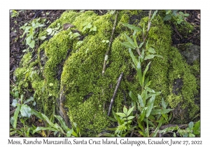 Moss