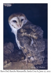 Barn Owl