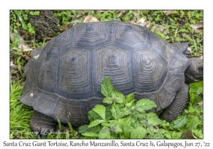 Santa Cruz Giant Tortoise