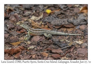 Lava Lizard