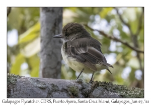 Galapagos Flycatcher