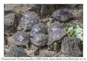 Floreana Giant Tortoise juveniles