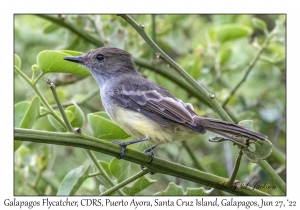 Galapagos Flycatcher