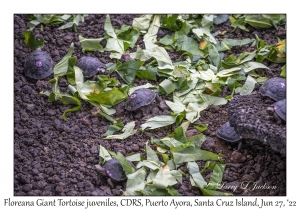 Floreana Giant Tortoise juveniles