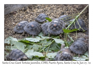 Santa Cruz Giant Tortoise juveniles