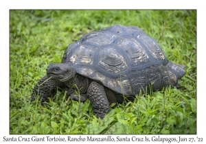 Santa Cruz Giant Tortoise